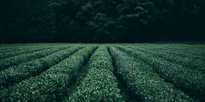 Lorem ipsum dolor sit amet